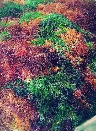 Organic purple irish sea - lb,