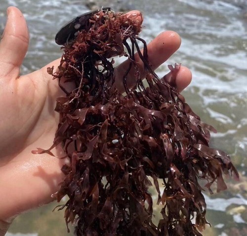 Sebi purple sea - sebi, moss